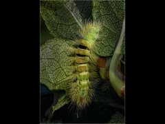 Colin Donaldson - Pale Tussock Moth Caterpillar - Commended.jpg